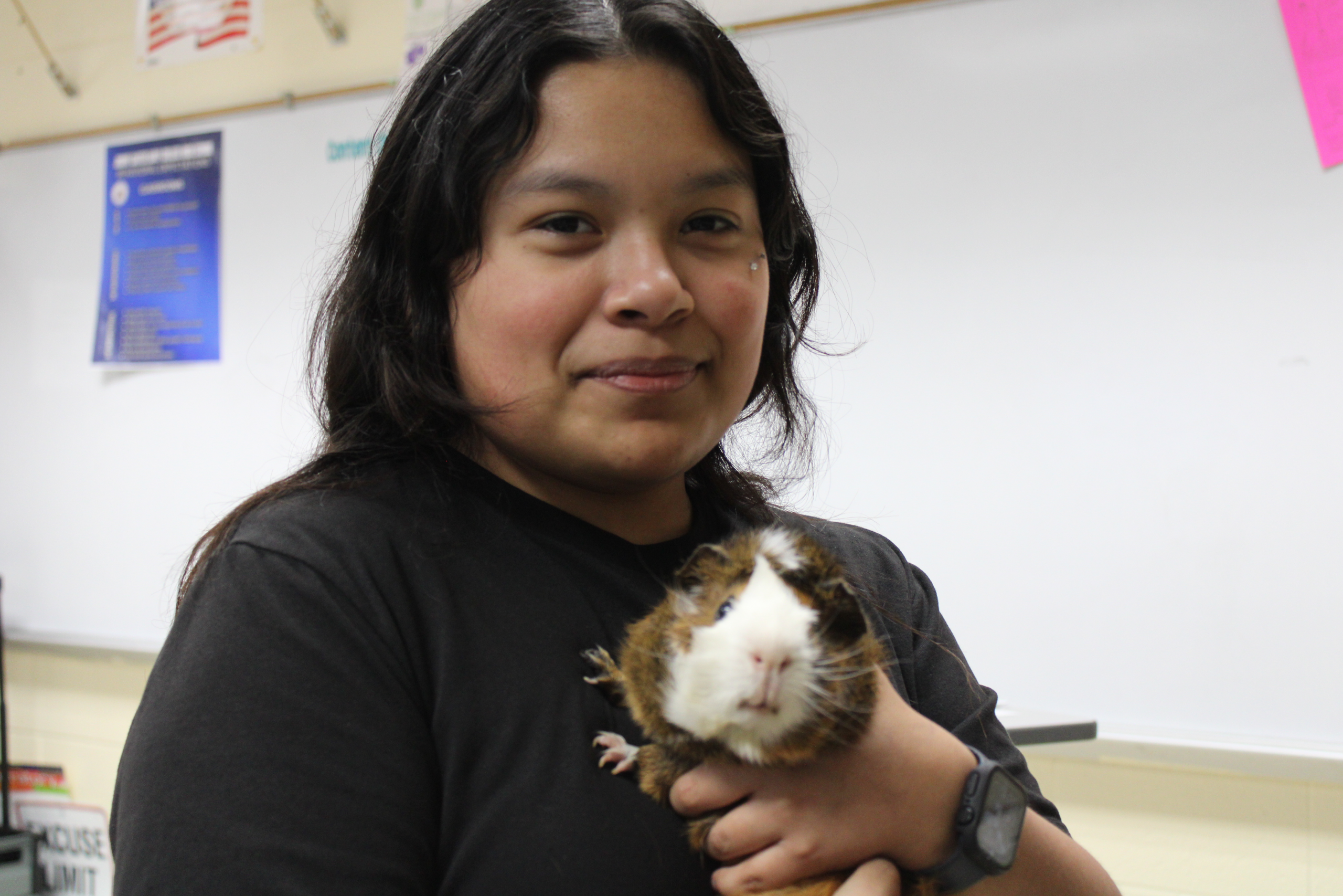 Student holding classroom guinea pig in class.